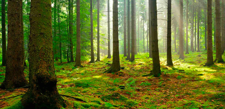 Ortaya çıktı ki ağaçlar birbiriyle konuşuyormuş! Güneş tutulmasında meğerse…